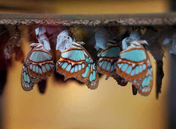 brown and blue butterflies hang upside down