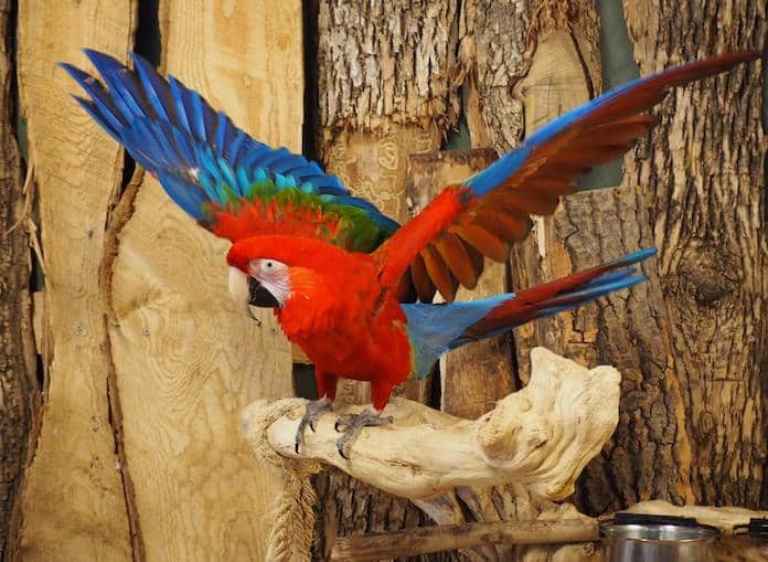 scarlet macaw with red and blue plumage sits on a perch and spreads its wings